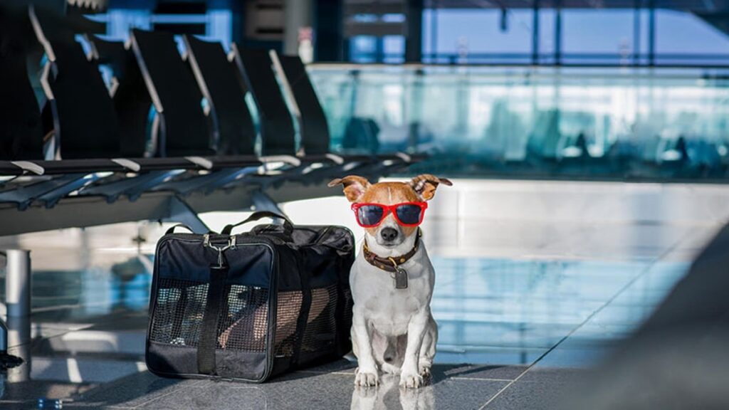 ورود سگ به فرودگاه ممنوع شد